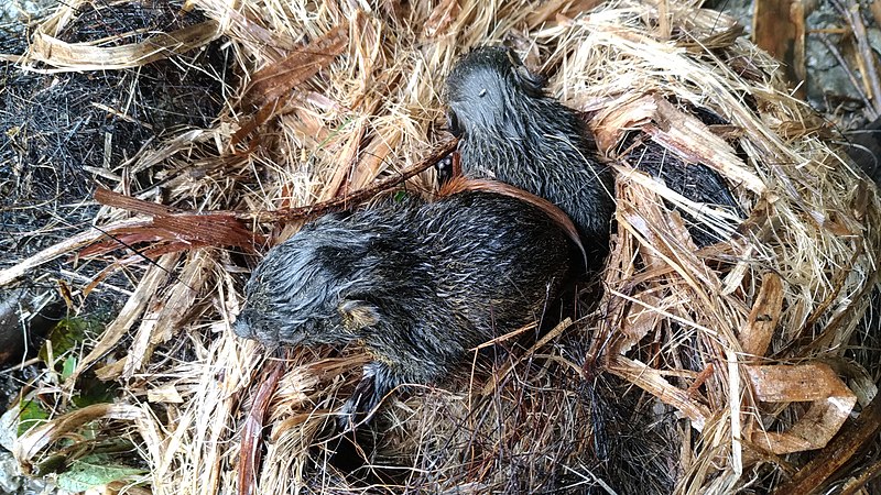 File:Baby squirrels in nest, Taiwan.jpg