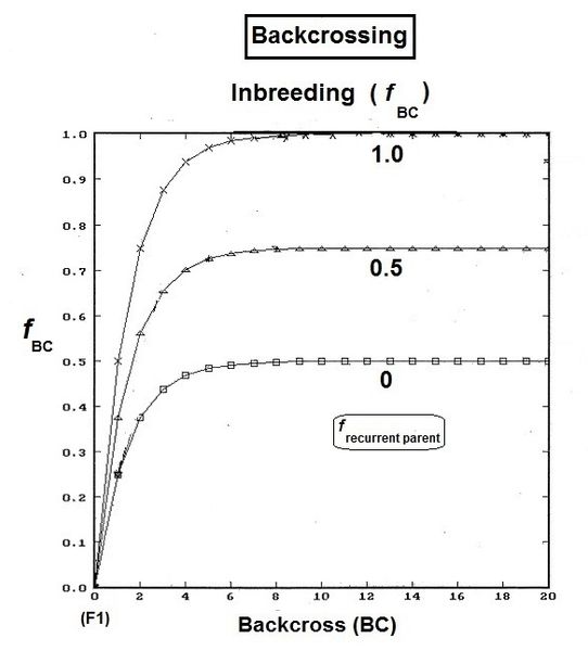 File:Backcrossing 1.jpg