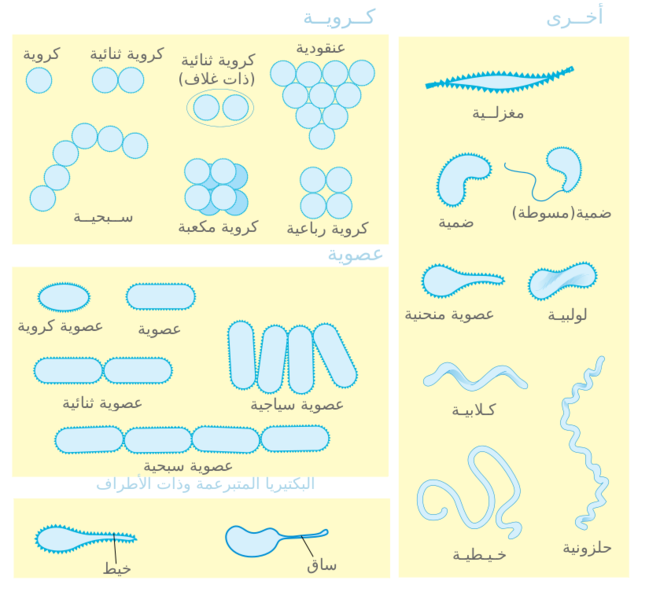 File:Bacterial morphology diagram.png