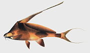 Miniatura per Bagrichthys hypselopterus