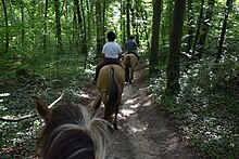 Balade en forêt de Compiègne (51347954463).jpg