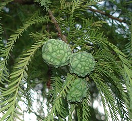 Dvieilis taksodis (Taxodium distichum)