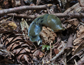 * Nomination: Banana slug (Ariolimax columbianus) encountered on the Chief hike in Stawamus Chief Provincial Park, BC --Trougnouf 21 January 2021 (UTC) * * Review needed