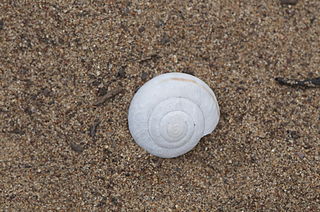 Banded dune snail Species of gastropod