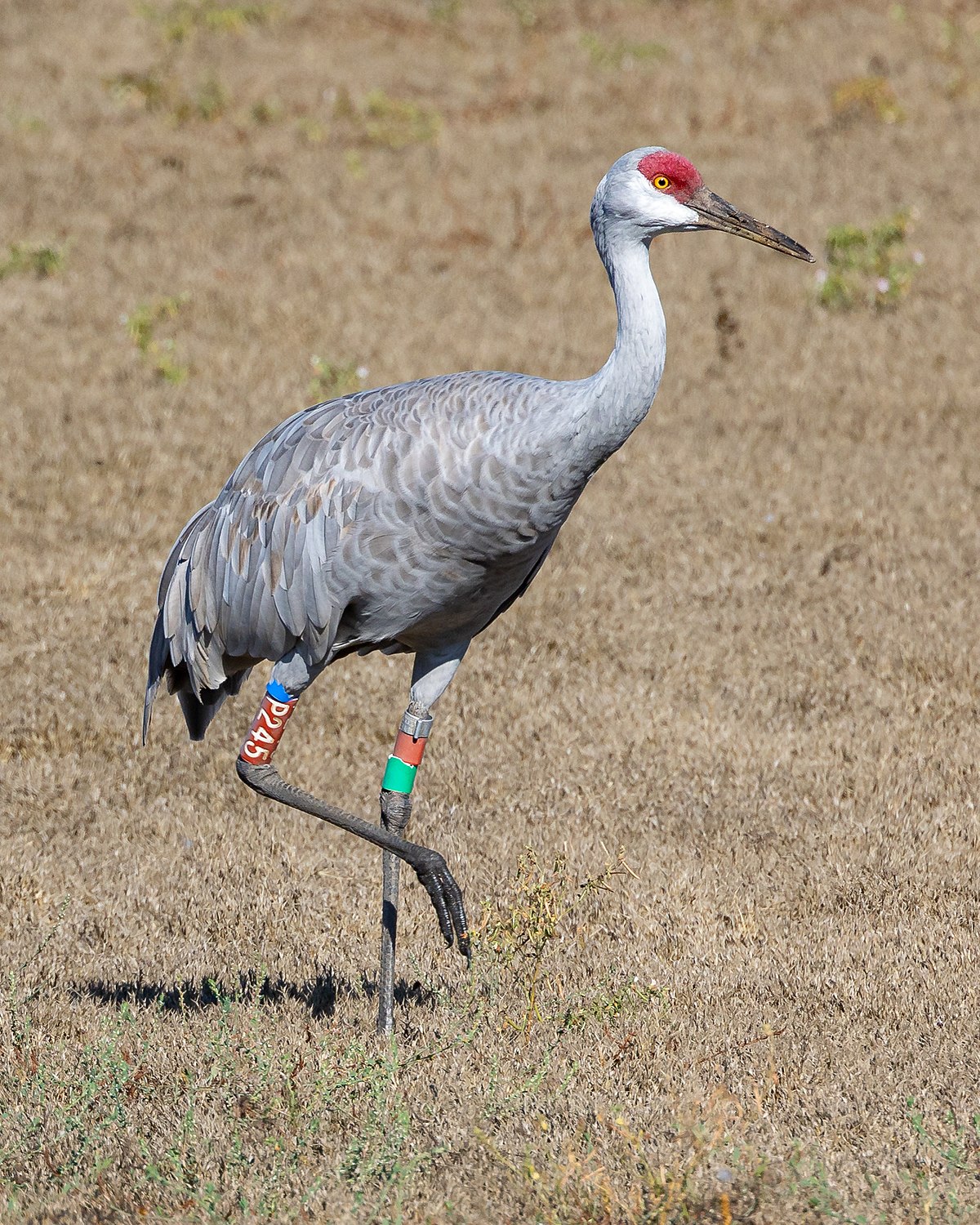 Sandhill Crane (Grus canadensis)