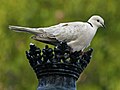 Barbary Dove (Streptopelia risoria) RWD.jpg