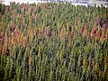 Bark beetle damage to pine trees south of Field, British Columbia, Canada.