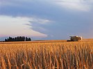 Barley field near the Syrian border