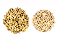 Barley grains with and without the outer husk