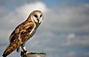 Barn Owl (9652234894).jpg