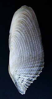 <i>Barnea similis</i> species of mollusc