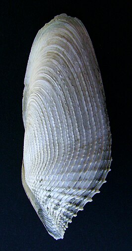 Barnea similis