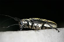 Batocera.lineolata.02.jpg