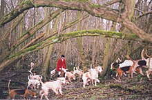 Master or whipper-in and fox hounds drawing a wood. Hunting in Yorkshire, northern England, in 2005, on the last day of fully legal, proper, fox hunting. BedaleHunt2005.jpg