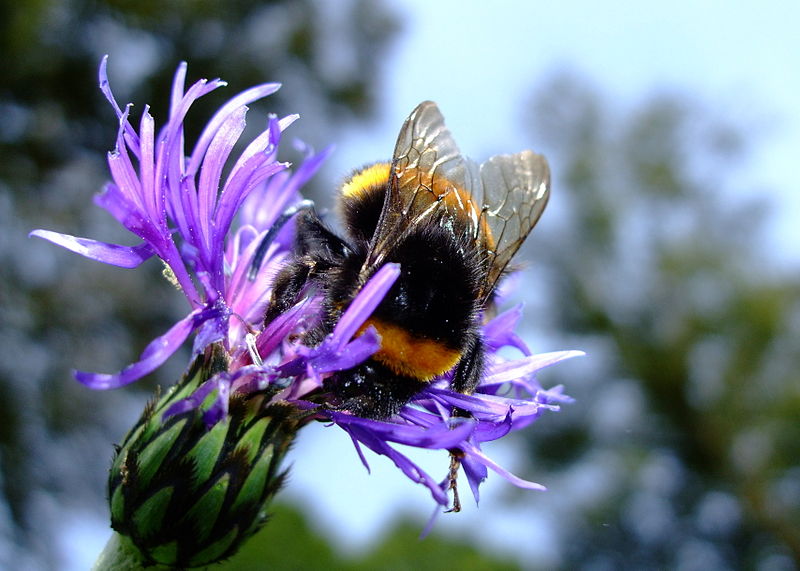 File:Bee (3498086872).jpg