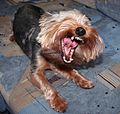 Yawning Yorkie