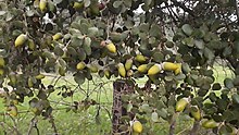 Tuber melanosporum - Wikipedia, la enciclopedia libre