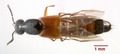 Belonuchus rufipennis