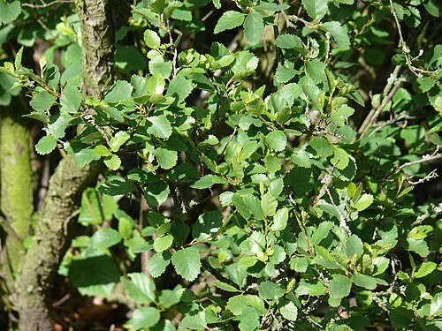 Береза красная карликовая. Береза приземистая Betula humilis. Береза низкая Betula humilis. Береза приземистая - Betula humilis Schrank. Берёза кустарниковая Ерник.