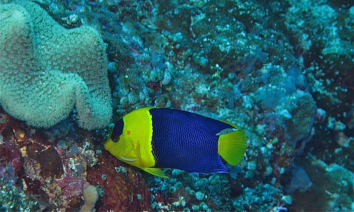 Bicolor Angelfish (Centropyge bicolor) (8486579682)