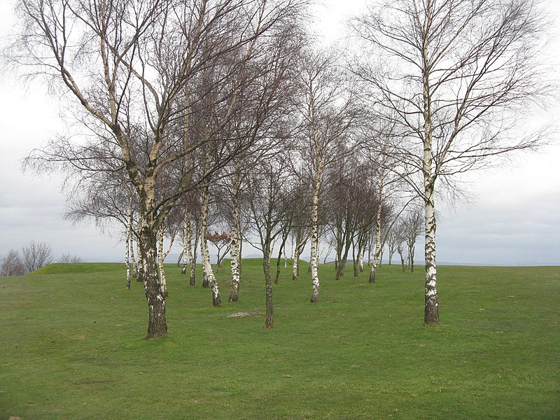 File:Birches on Airngath Hill - geograph.org.uk - 3873176.jpg