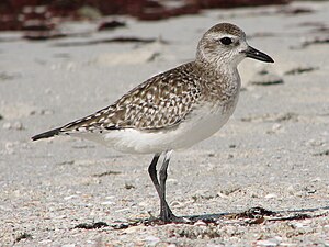 Lapwing Ringed Plover (Pluvialis squatarola)