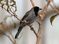 Tanager, Black-faced Schistochlamys melanopis