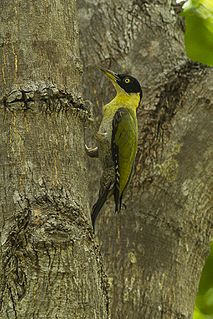 <span class="mw-page-title-main">Black-headed woodpecker</span> Species of bird