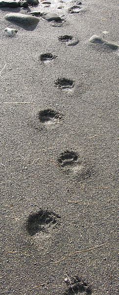 File:Black bear tracks.jpg