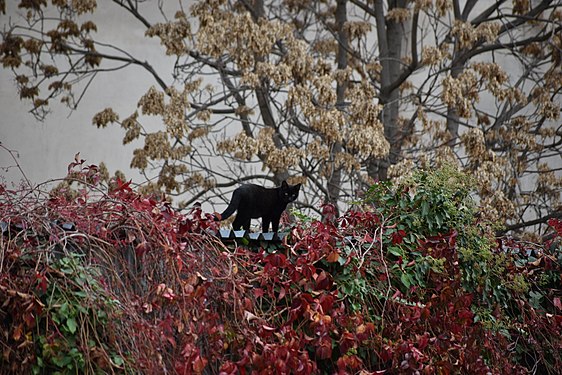 Black cat on red leaves