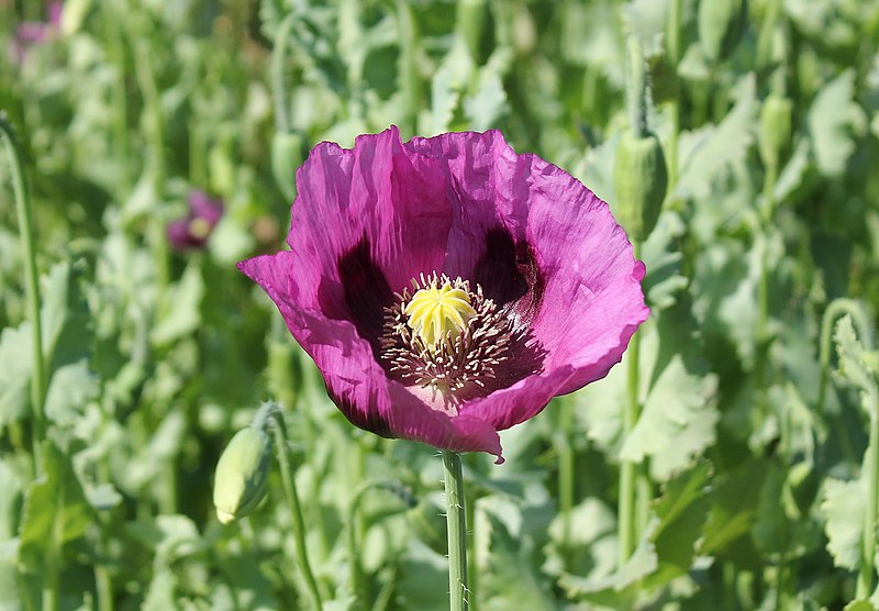 File:Blaumohn.(Papaver somniferum) bei Callenberg in Sachsen..IMG 6740BE.jpg