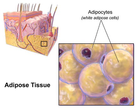Micro-anatomy of subcutaneous fat