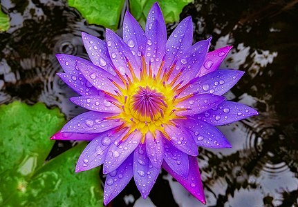 Blue lotus (Nymphaea caerulea)