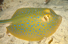 A bluespotted stingray seen in the coasts of the province