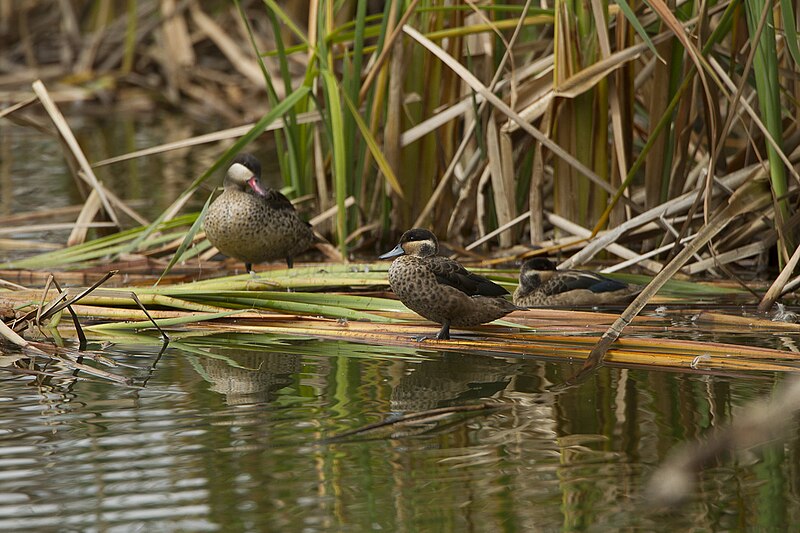 File:Blue-billed Teal (Spatula hottentota), Lac Alarobia, Madagascar S4E6845 (15287761625).jpg