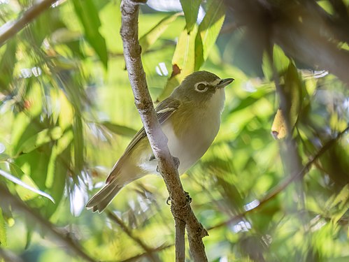 Blue-headed vireo in Prospect Park