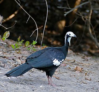 <span class="mw-page-title-main">White-throated piping guan</span> Species of bird
