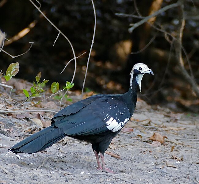 File:Blue-throated Piping Guan (Pipile cumanensis) (31841308005) (cropped).jpg