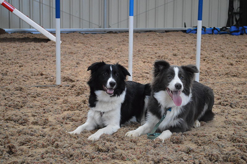 File:Blue + black shepherds.jpg