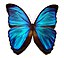 Blue morpho butterfly.jpg