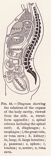 File:Body Cavity Organs page 77.jpg