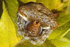 Bolas Spider - Mastophora phrynosoma, Julie Metz Wetlands, Woodbridge, Virginia.jpg