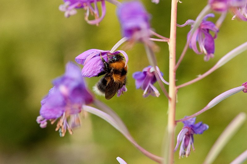 File:Bombus cingulatus dronning.jpg