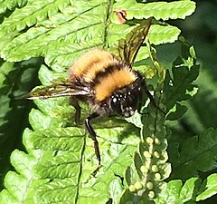 Description de l'image Bombus hortulanus.jpg.