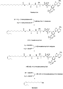 Biosynthesis of bombykol starting from palmitoyl-CoA Bombykol biosynthesis pathway.gif