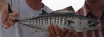 Le bonito (Sarda sarda), grand poisson de la famille des Scombridae, peut atteindre 80 cm et un poids de 4,5 a 5,5 kg.