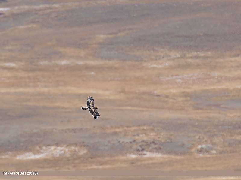 File:Booted Eagle (Hieraaetus pennatus) (45685491131).jpg