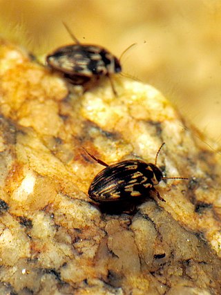 <i>Boreonectes</i> Genus of beetles