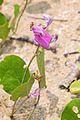 Canavalia (often beach vegetation)