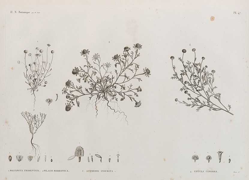 Pl.47 - 1. Balsamita tridentata 2. Filago mareotica 3. Anthemis indurata 4. Cotula cinerea